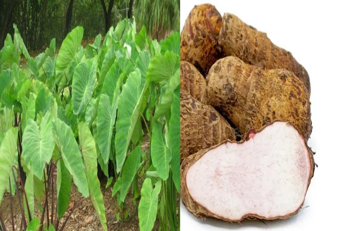 अरबी के फायदे, उपयोग और नुकसान – Taro Roots Benefits, Uses and Side Effects in Hindi